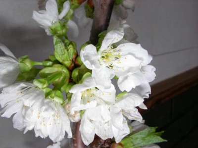 SANYO DIGITAL CAMERA