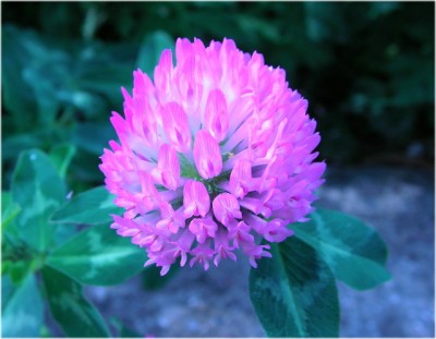 SANYO DIGITAL CAMERA