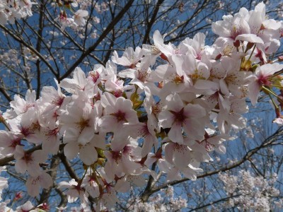 130404sakura