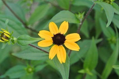 130805rudbekia