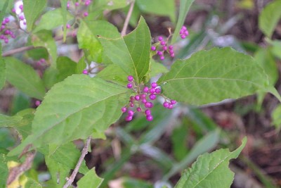 131005murasakisikibu